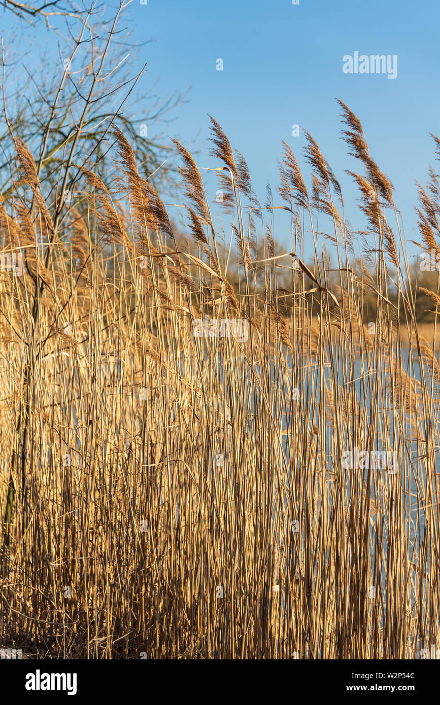 Phragmites australis Schilf am Teich Bank während der frühen Frühling