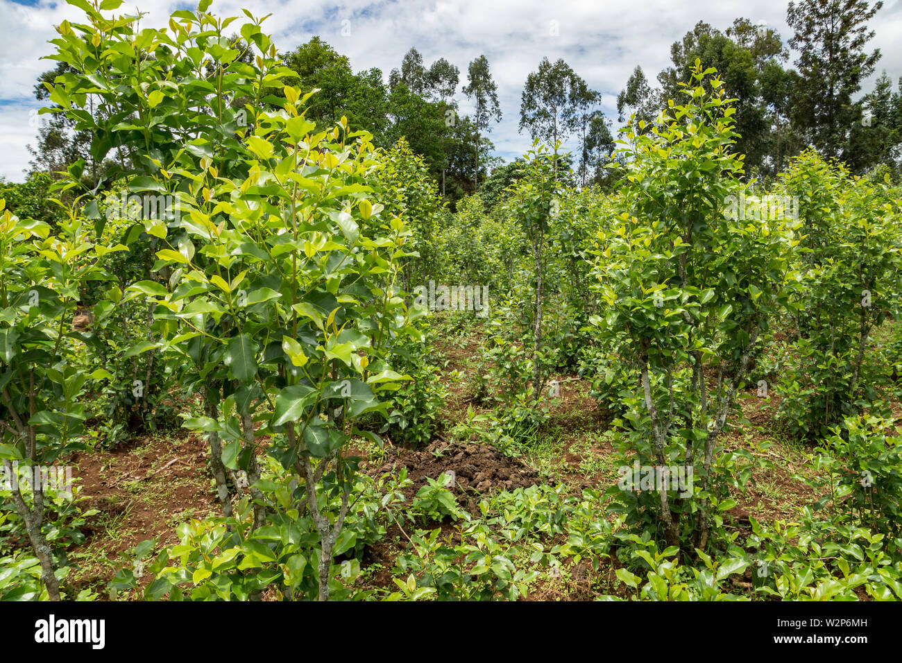 Junge männliche Bauer mit Khat Anlage auf Bauernhof in Illubabor, Äthiopien Stockfoto