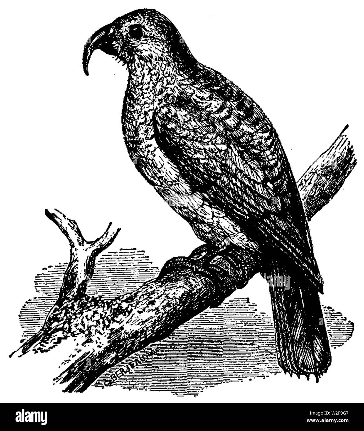 1911 EB Phillip-Island Papagei Stockfoto