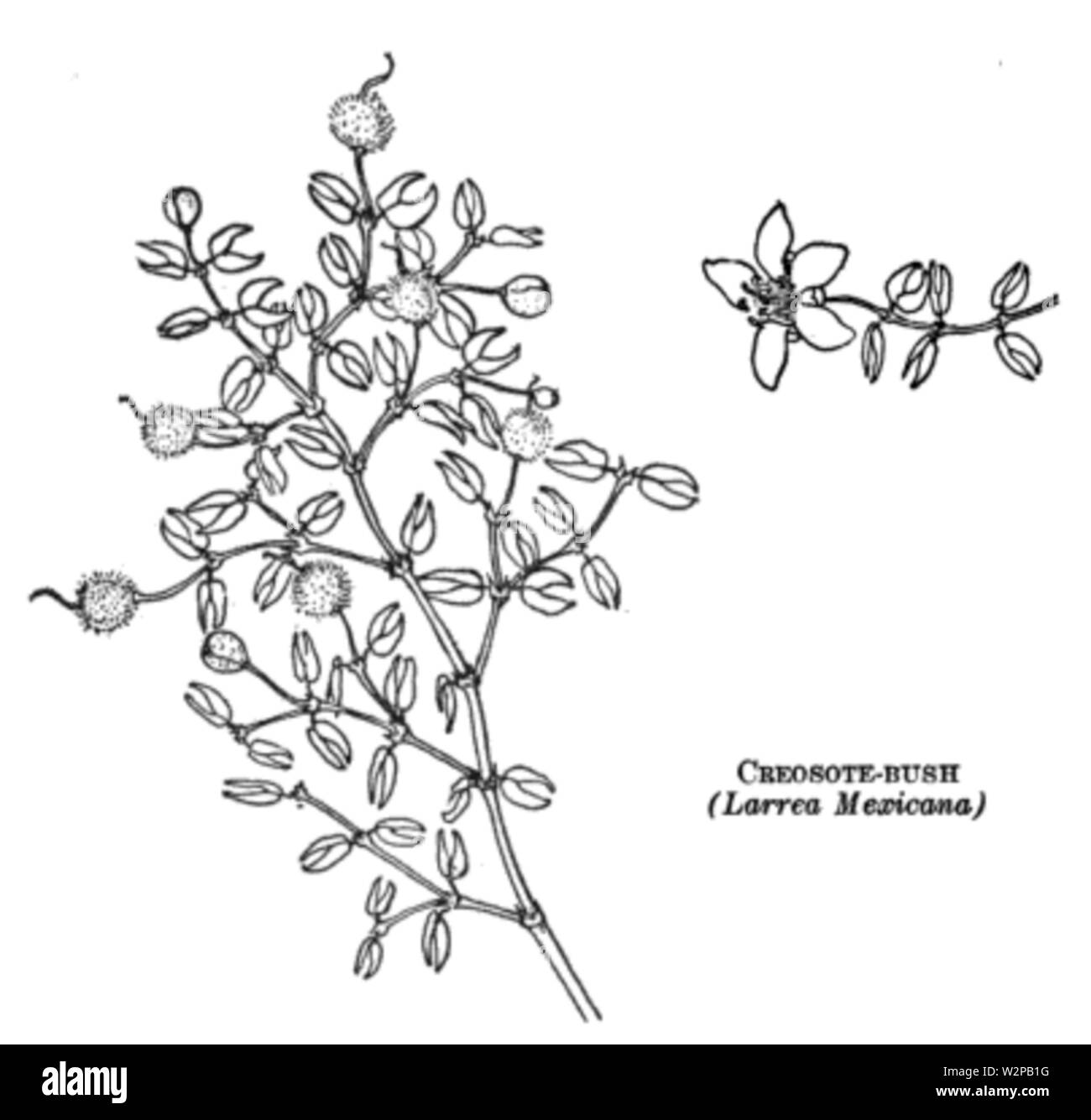 19. Jahrhundert wissen Heilpflanzen Kreosot Bush Stockfoto