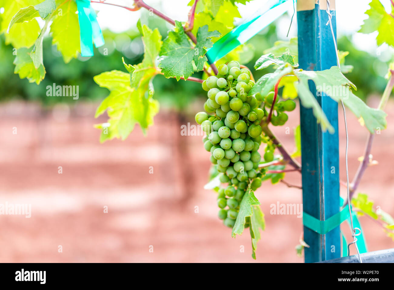 Alamogordo, New Mexico Weingut Rebsorten Nahaufnahme des grünen unreifen Trauben für Wein mit bokeh Hintergrund und gebunden String Stockfoto