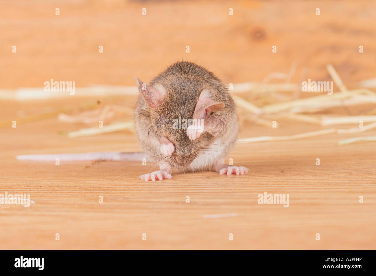 Wilde braun Mäuse spielen im Stroh in ein Studio einrichten Stockfoto