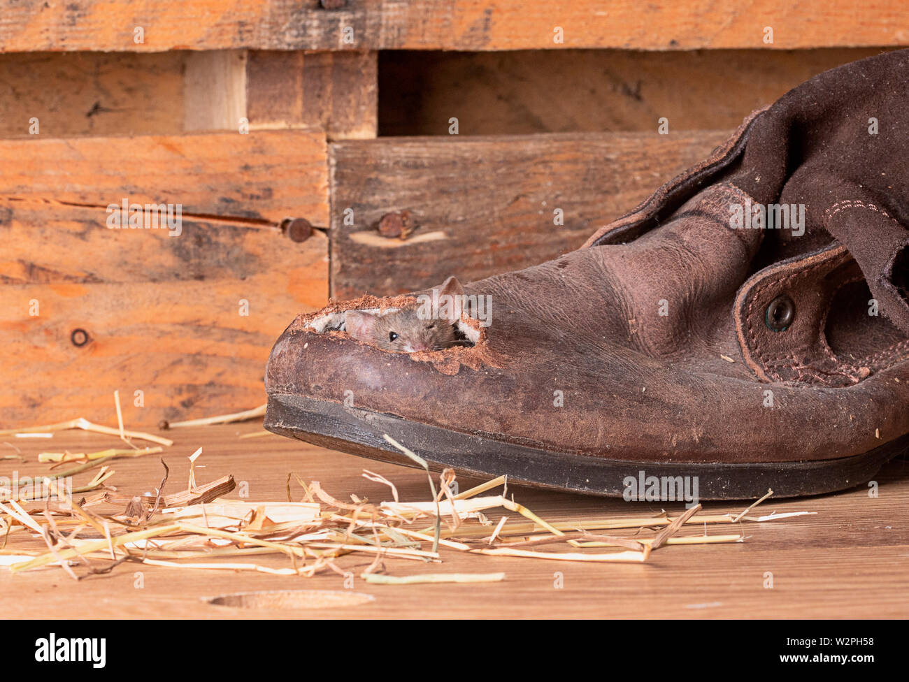 Braune Maus klettert in einem alten Boot im Studio Umgebung Stockfoto