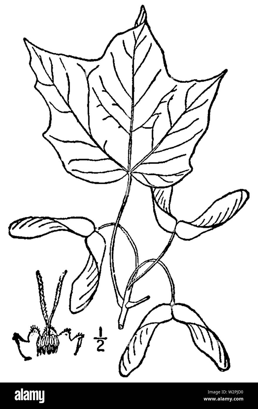 Acer nigrum BB 1946-1974 Stockfoto