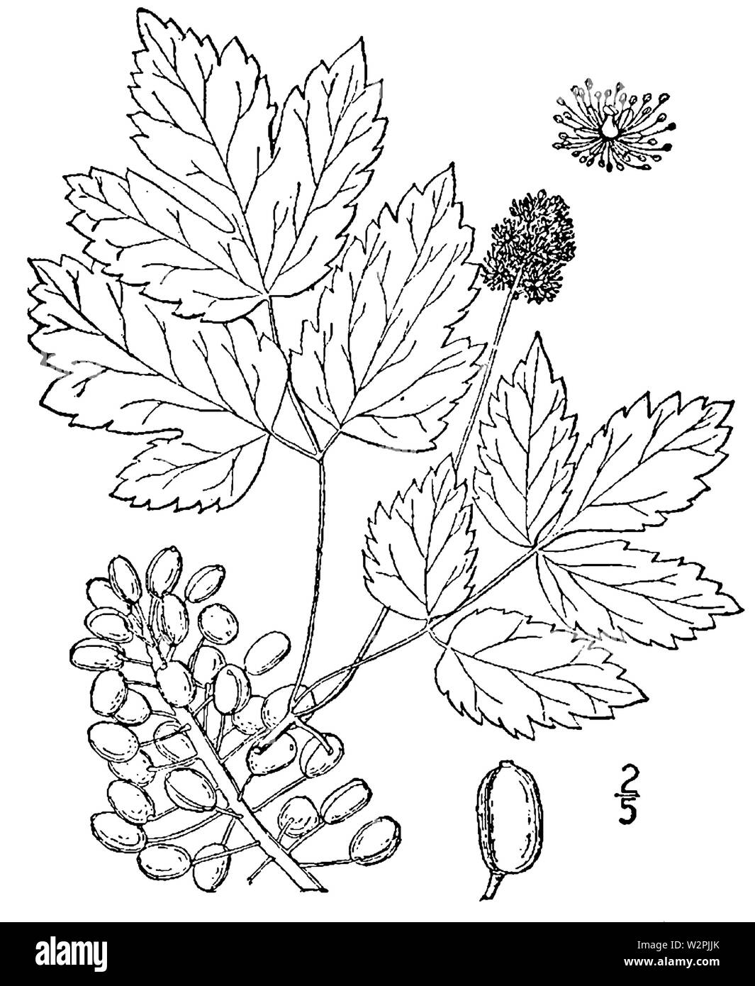 Actaea rubra Zeichnung Stockfoto