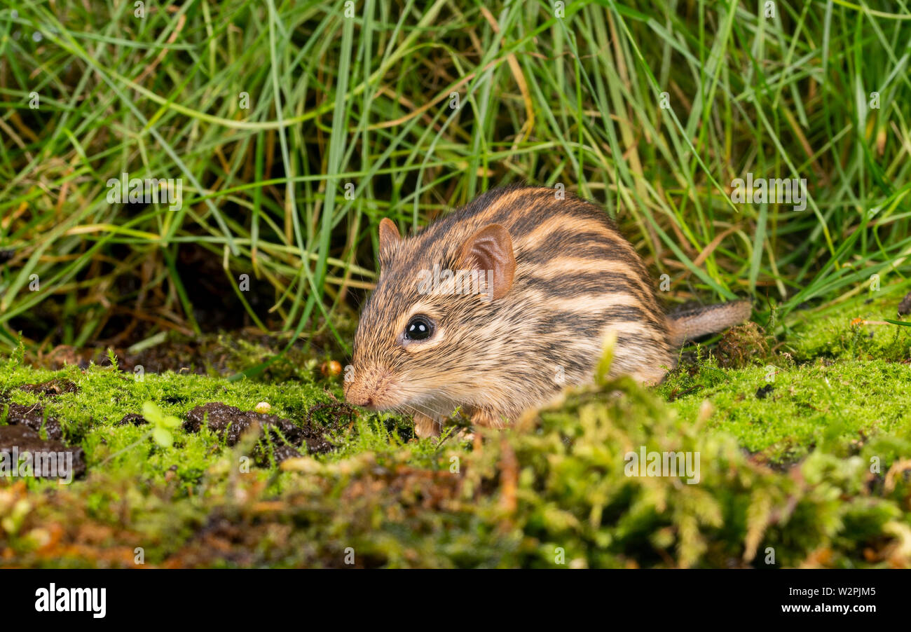 Eine wilde Zebra Maus aus der afrikanischen Sahara region Stockfoto