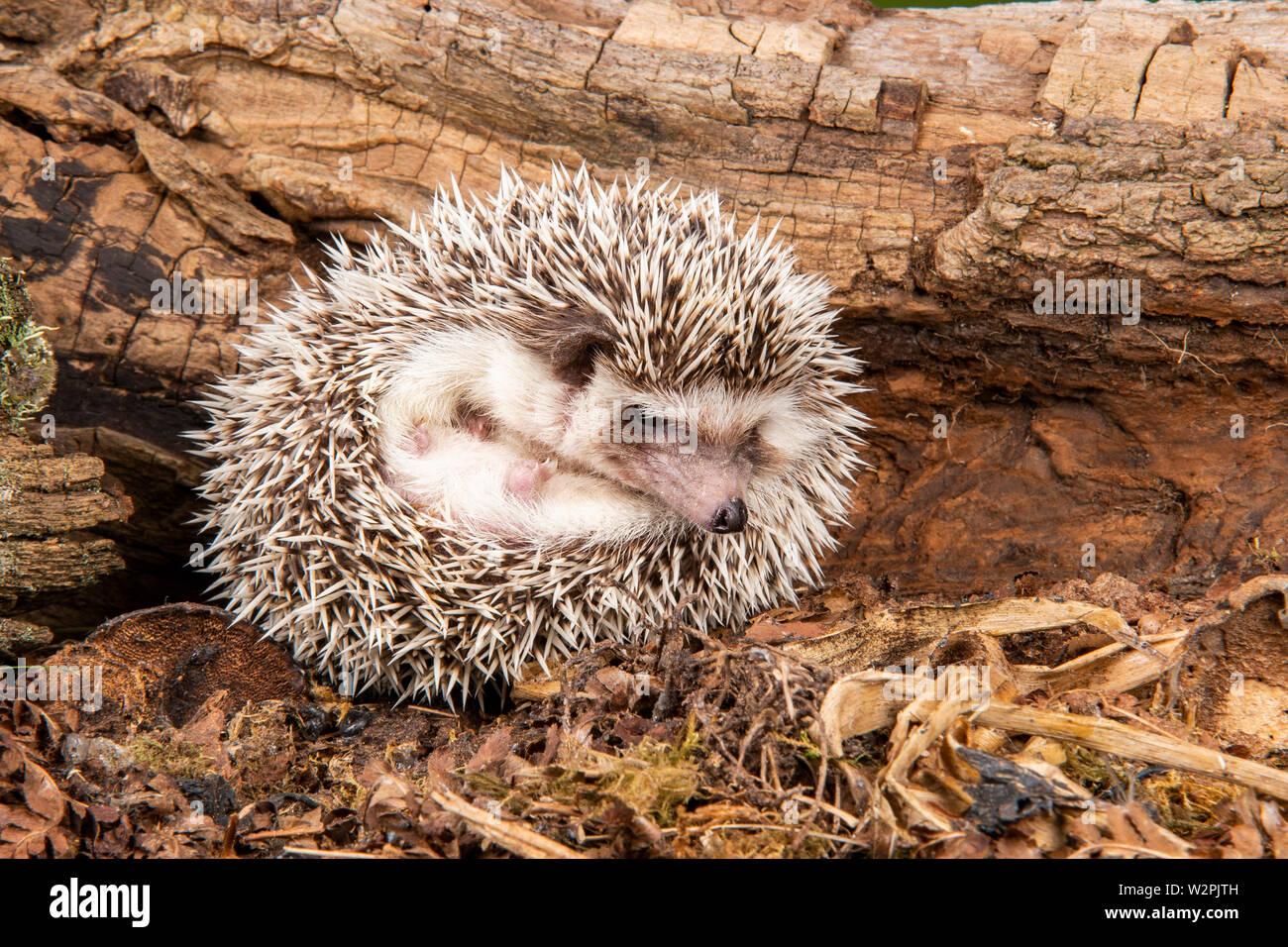 Eine wilde afrikanische Pygmy Hedgehog im Studio Stockfoto