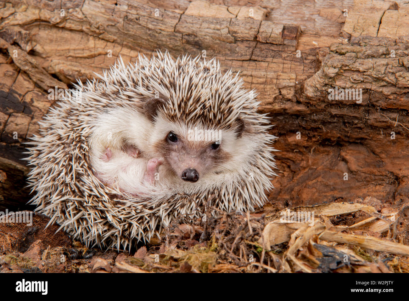 Eine wilde afrikanische Pygmy Hedgehog im Studio Stockfoto