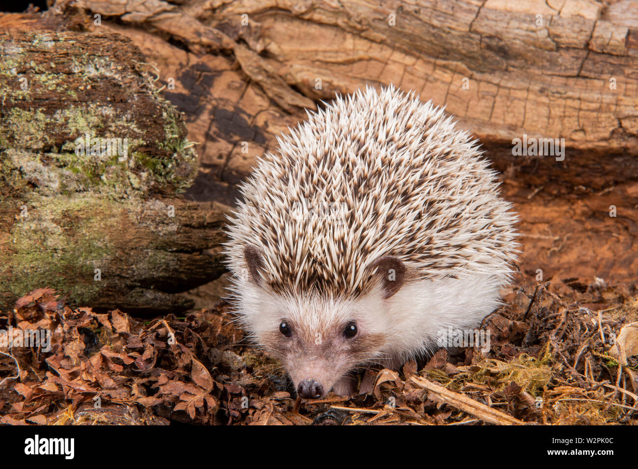 Eine wilde afrikanische Pygmy Hedgehog im Studio Stockfoto