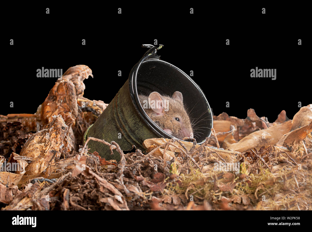 Wilde braun Mäuse in Einstellung Studio Stockfoto