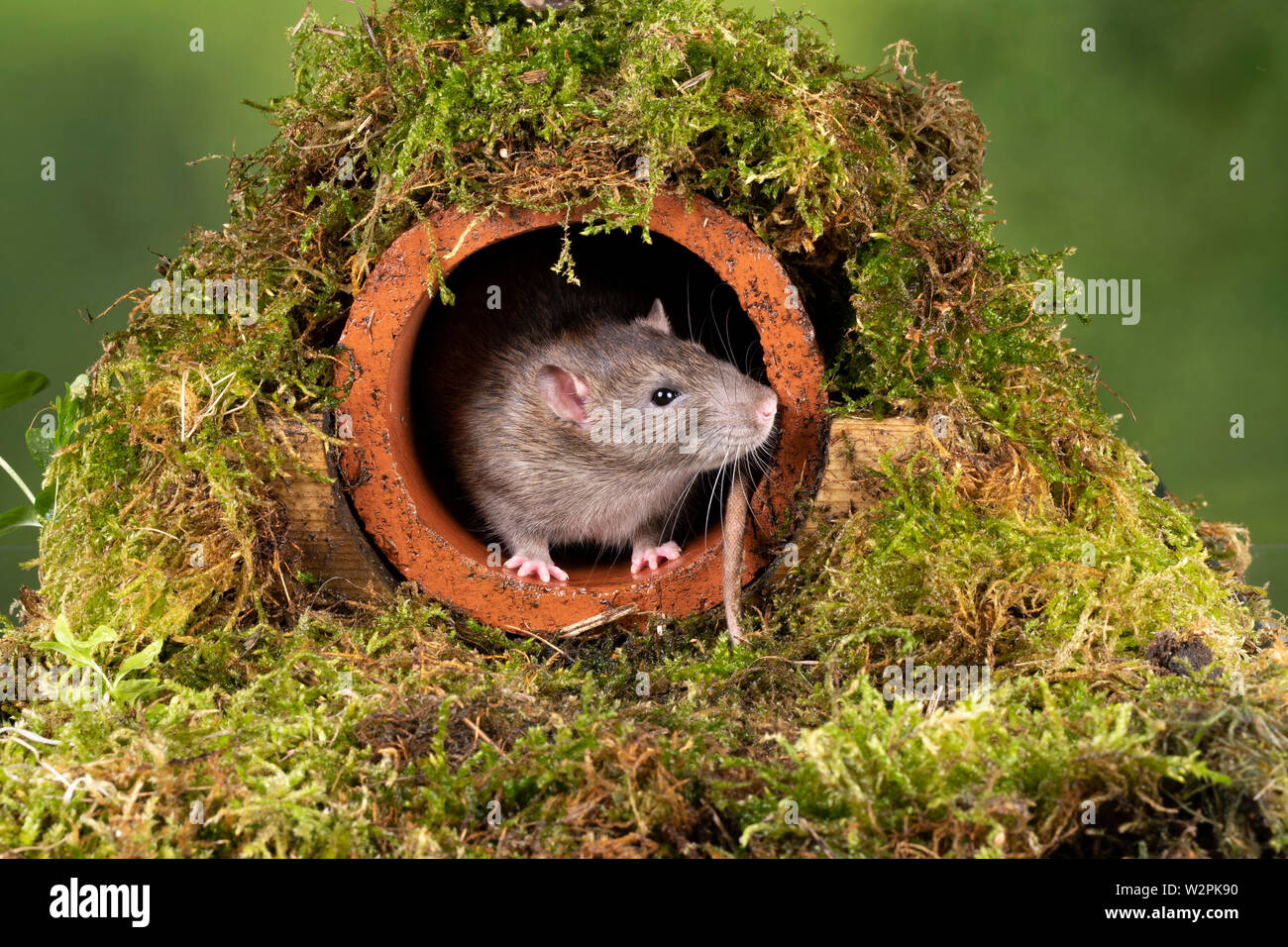 Eine wilde braune Ratte in einem terracotta Ablaufleitung Stockfoto