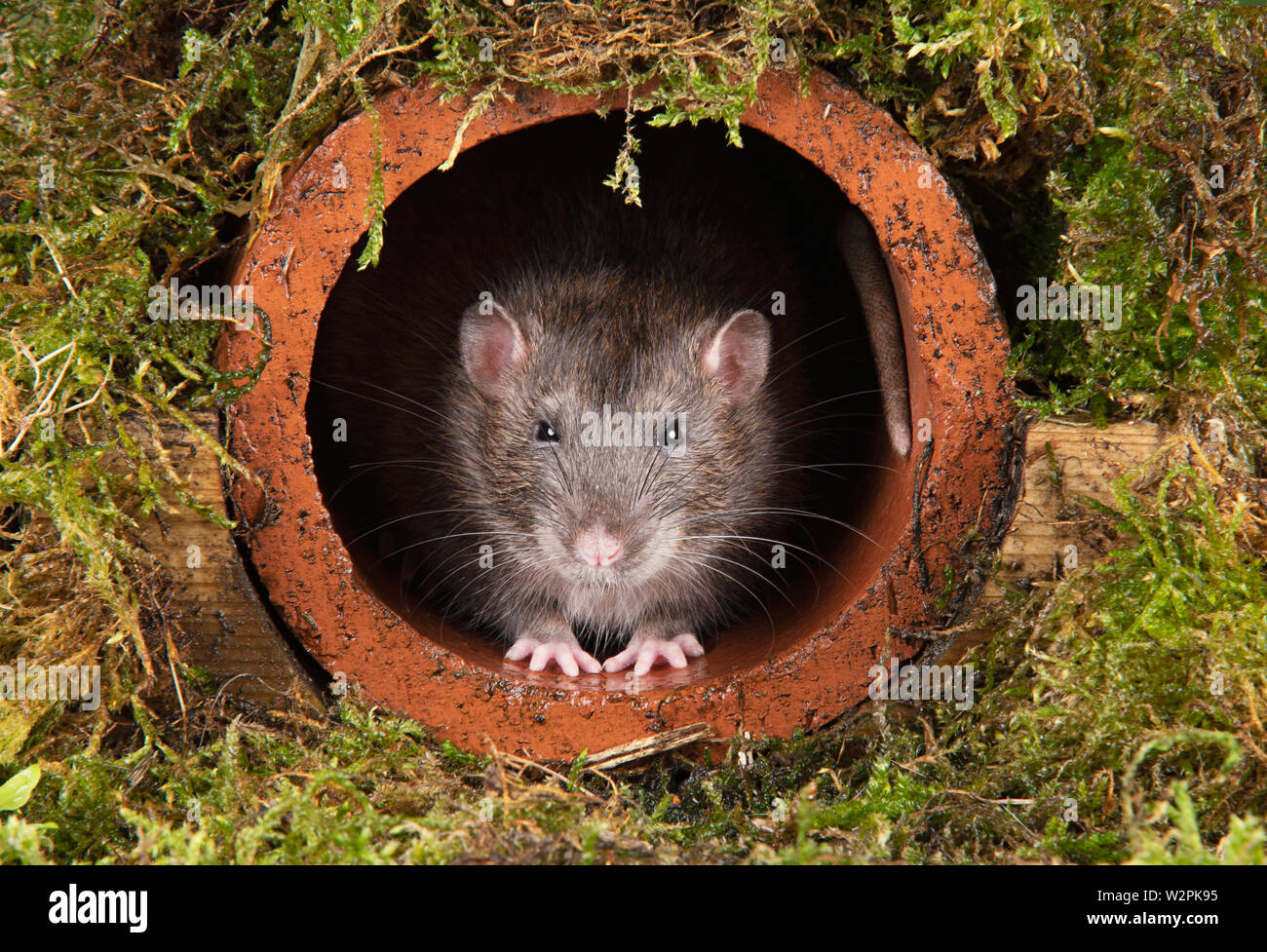 Eine wilde braune Ratte in einem terracotta Ablaufleitung Stockfoto