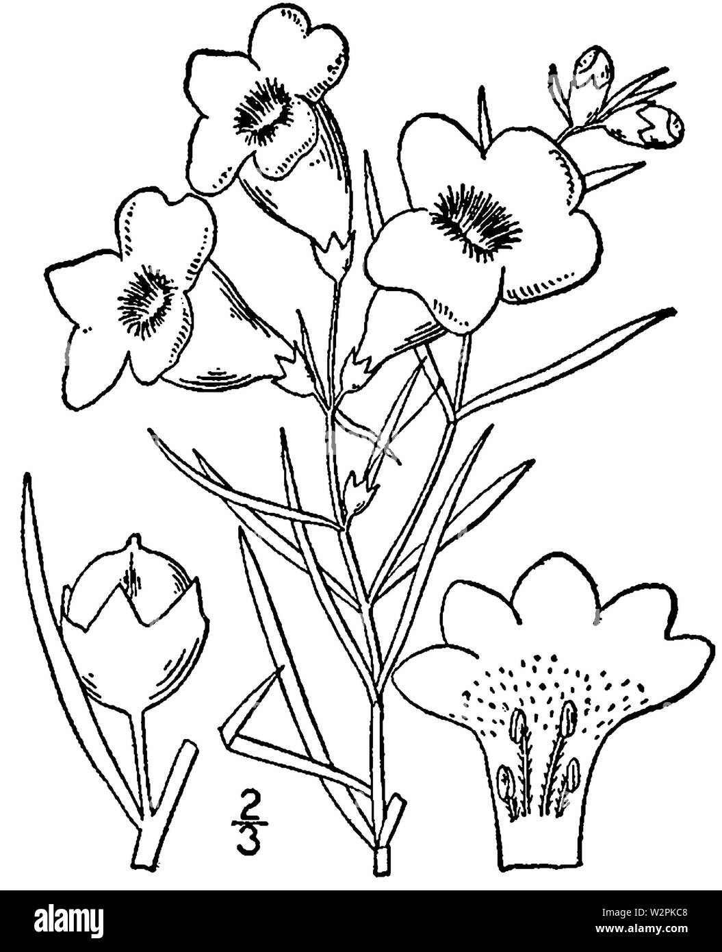 Agalinis purpurea Zeichnung Stockfoto