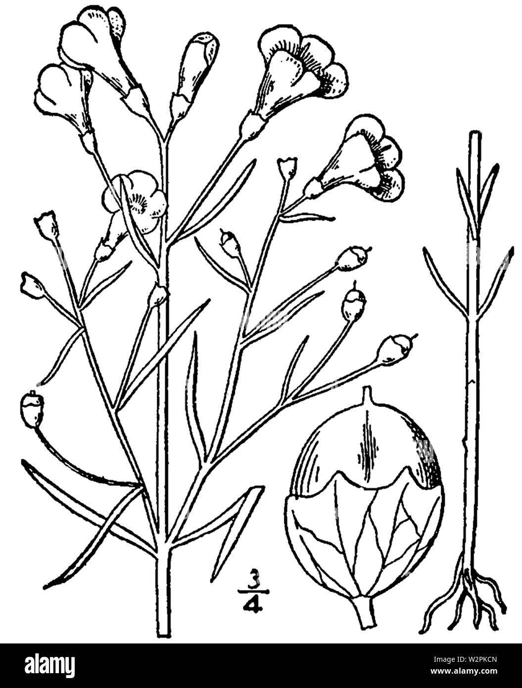 Agalinis tenuifolia Zeichnung Stockfoto