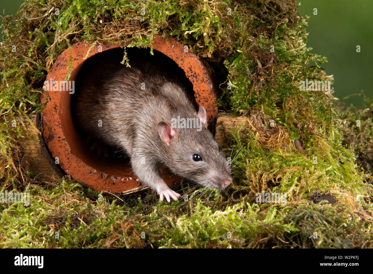 Eine wilde Ratte in ein Studio einrichten, die sich aus einer Wasserleitung Stockfoto
