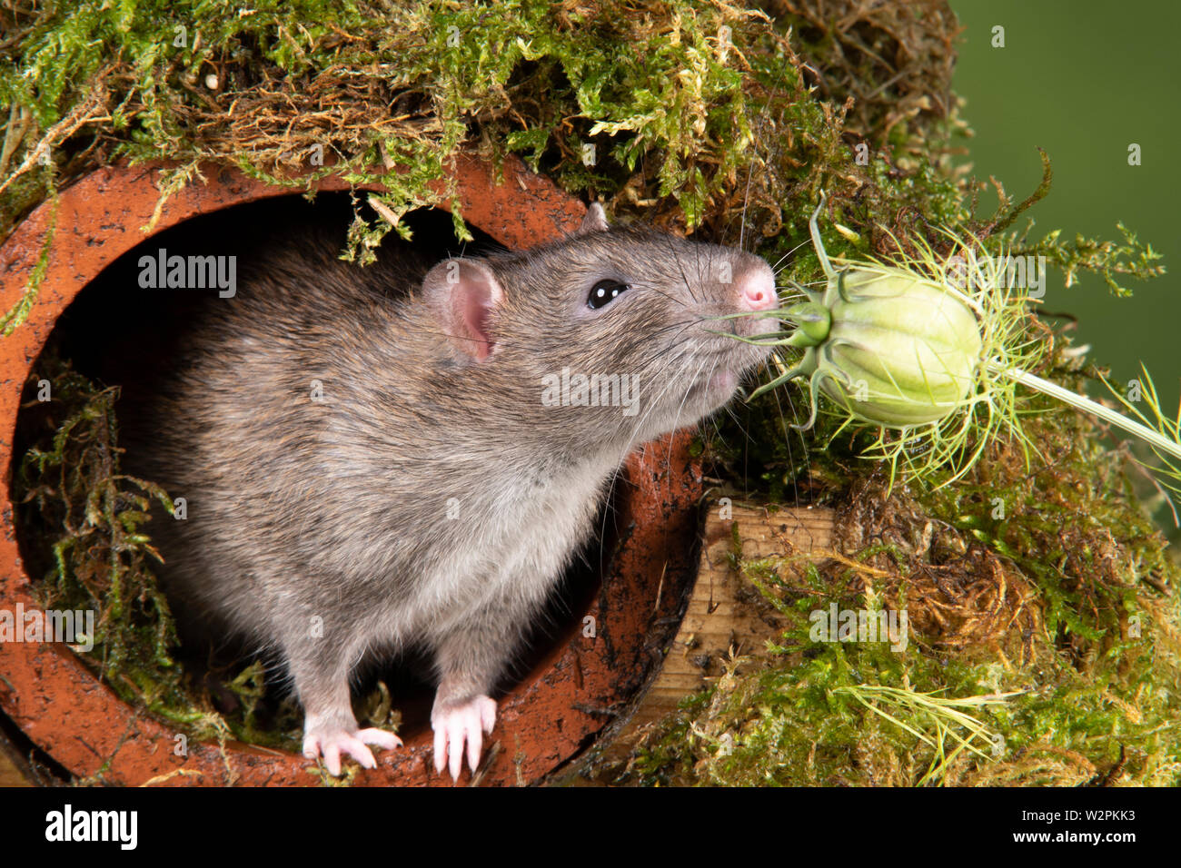 Eine wilde Ratte in ein Studio einrichten, die sich aus einer Wasserleitung Stockfoto