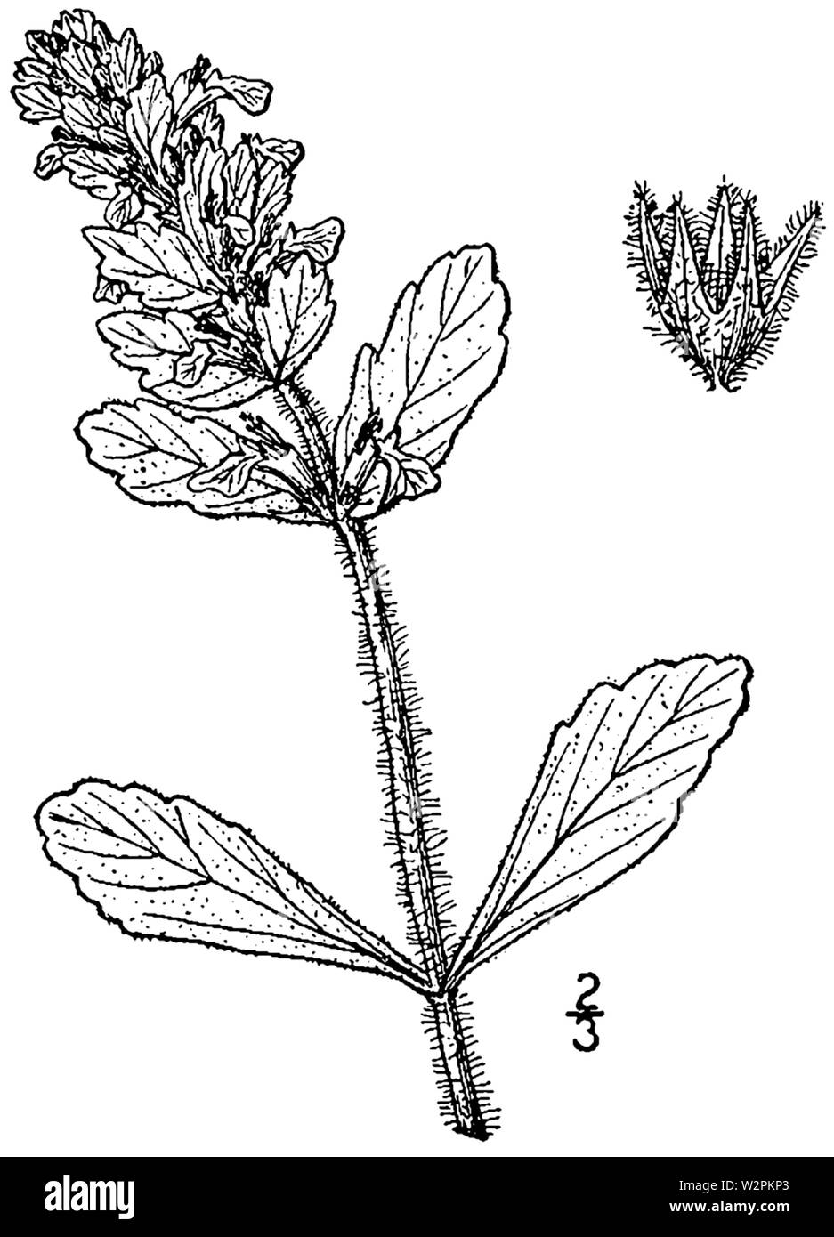 Ajuga genevensis Zeichnung Stockfoto