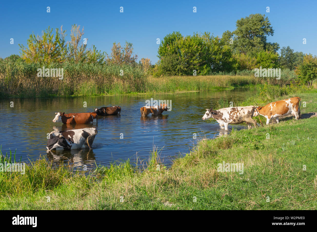 Kühe in Baden in der Ukrainischen Fluss Merla in der Sommersaison Stockfoto