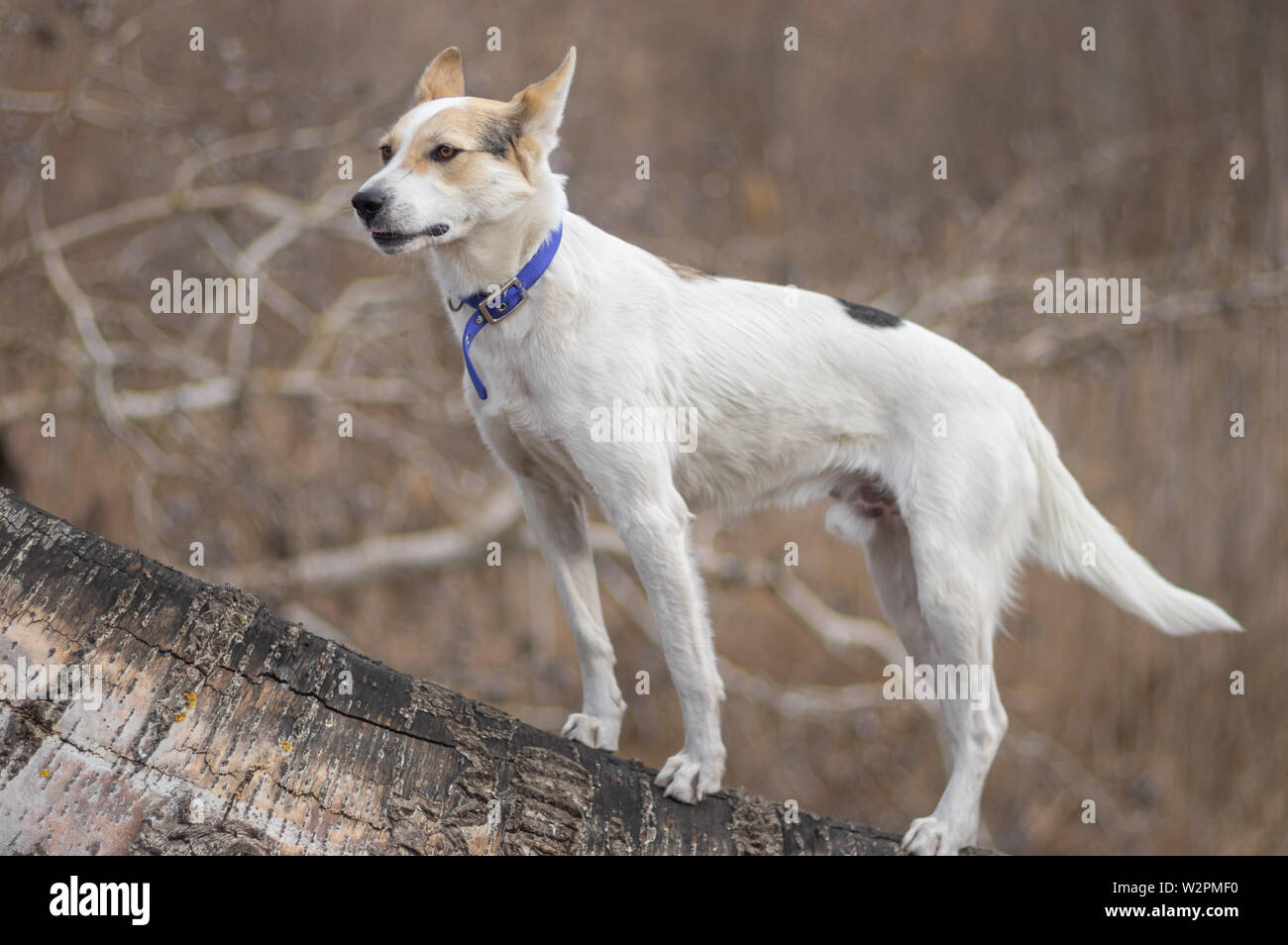 Weißes Kreuz - Rasse der Jagd und der nördlichen Weißen Hund auf einem Aspen Baumstamm und Beute im frühen Frühling Saison Stockfoto