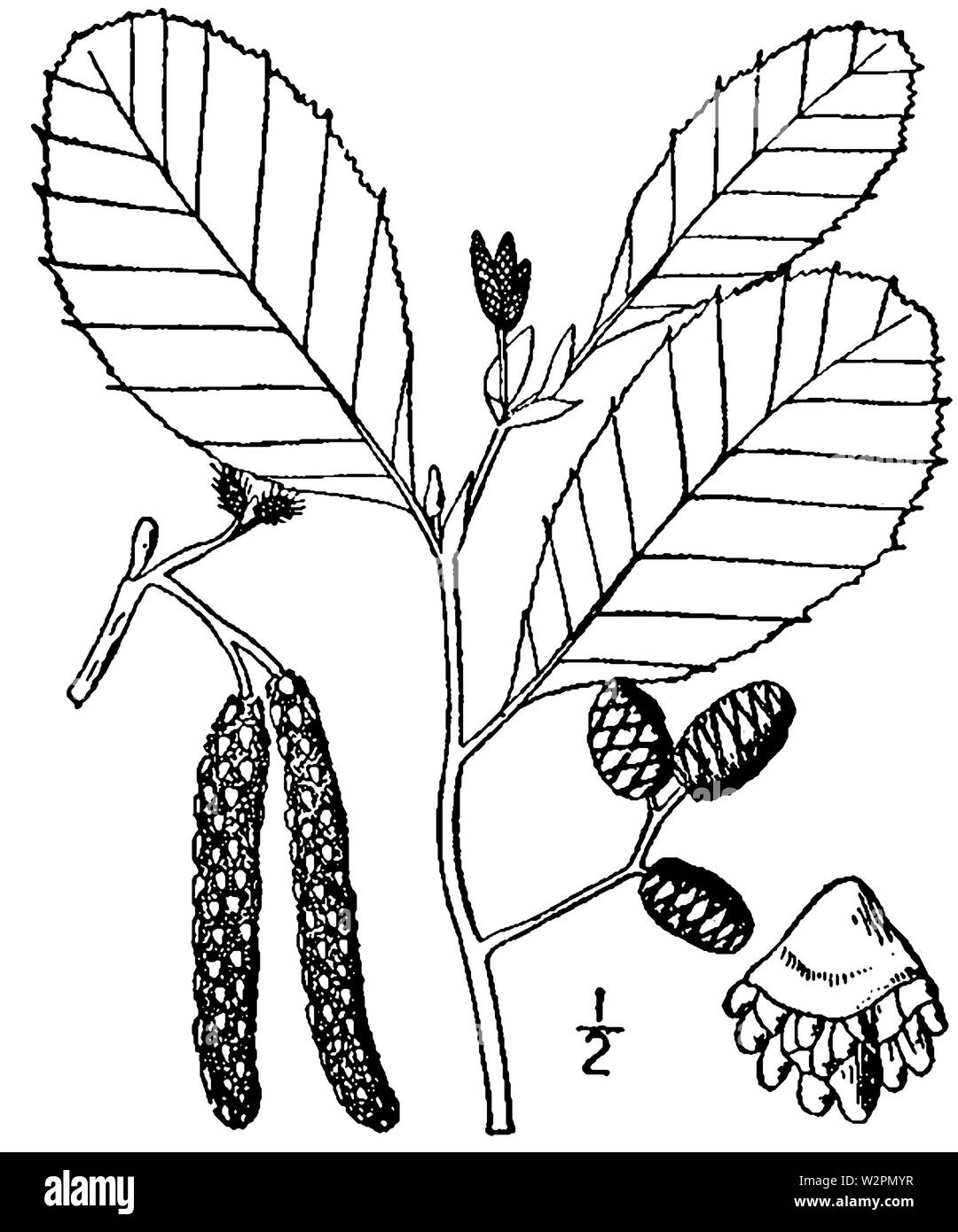 Alnus Incana rugosa Zeichnung Stockfoto