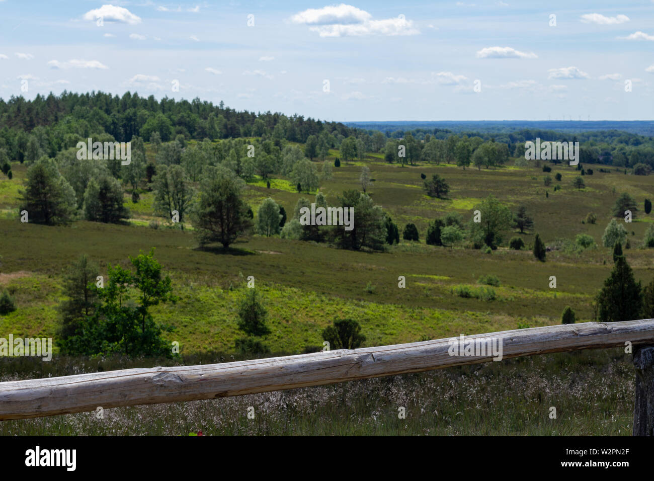 Panoramablick auf Heide im Sommer. Grün Natur landscpae Hintergrund. Stockfoto