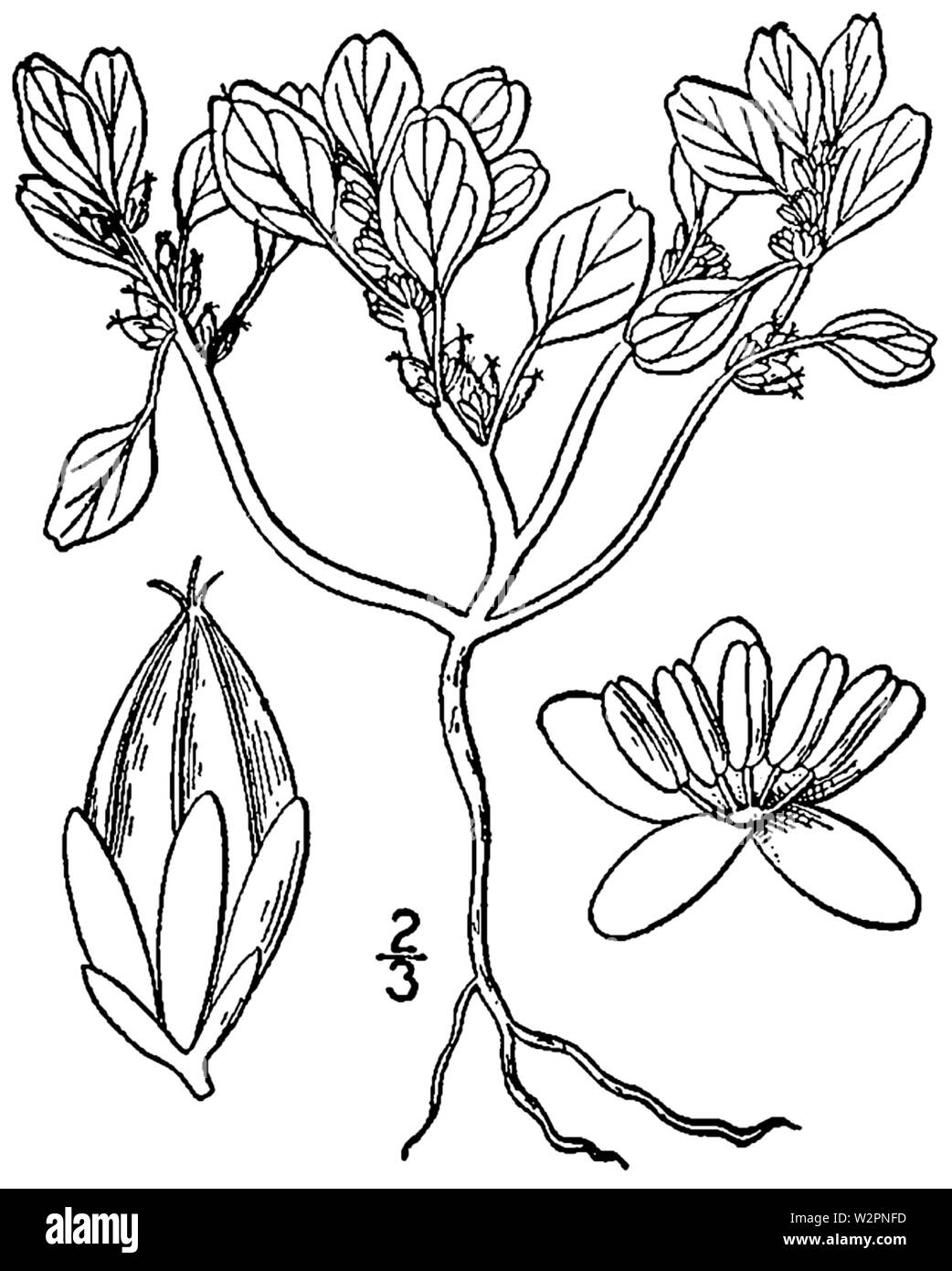 Amaranthus pumilus BB 1946-1974 Stockfoto