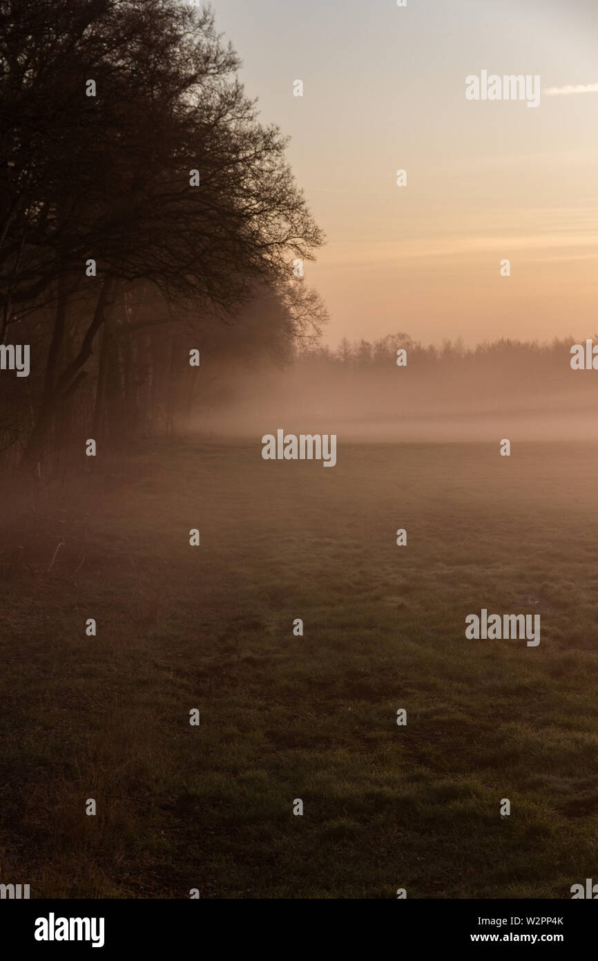 Nebel Streams aus dem Wald und einem wunderschönen Sonnenaufgang. Nebligen Herbstmorgen Stockfoto