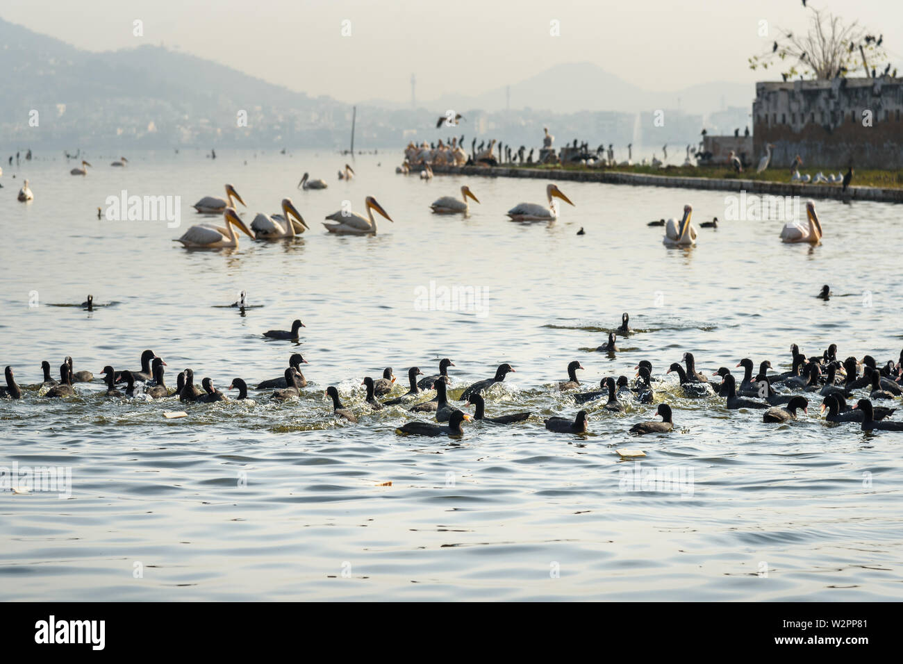 Wandernde Pelican Vögel und schwarzen Enten am See Anasagar in Ajmer. Rajasthan. Indien Stockfoto