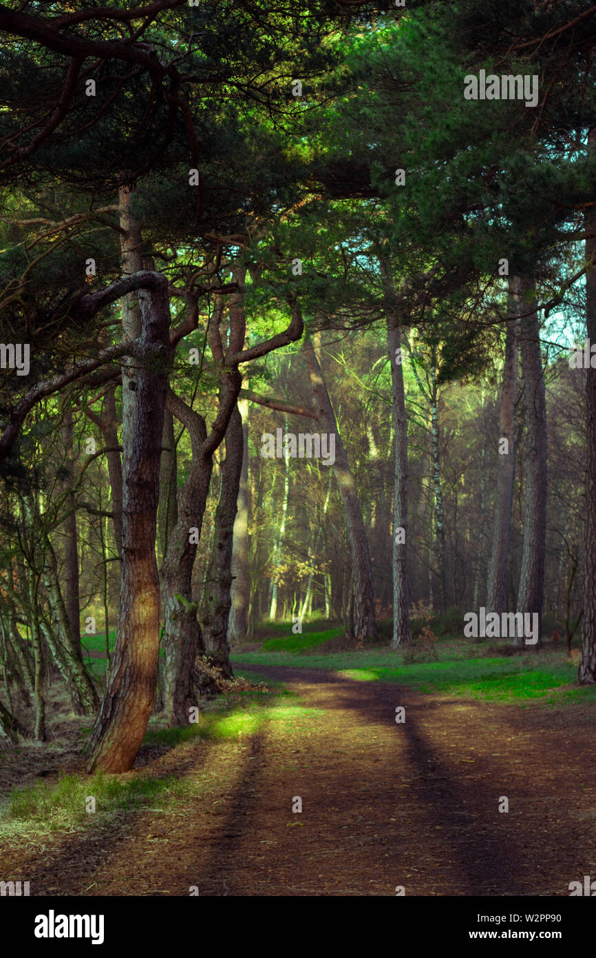 Natürliche Pfad durch einen Wald. Sonnenstrahlen am Morgen. Grüne Bäume und natürlichen Farben des Sommers. Stockfoto