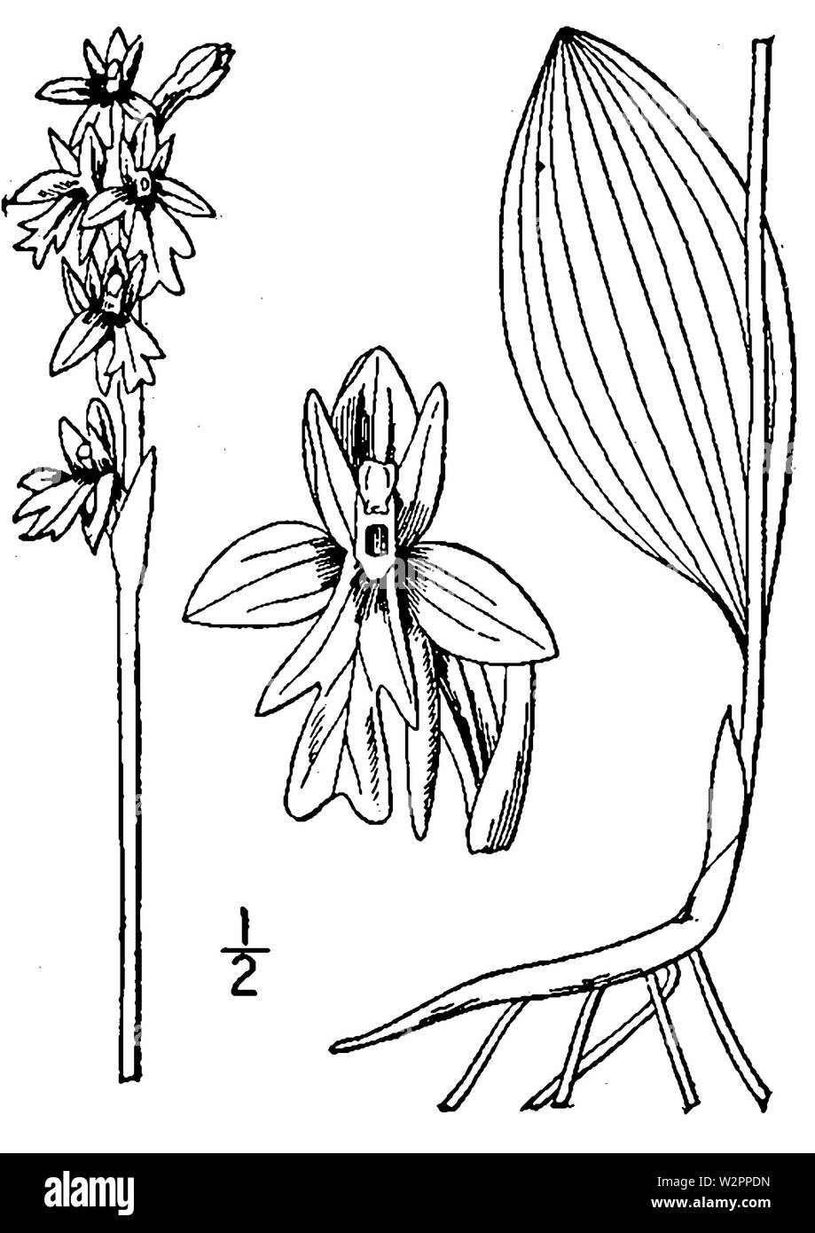 Amerorchis rotundifolia BrittonBrown Stockfoto