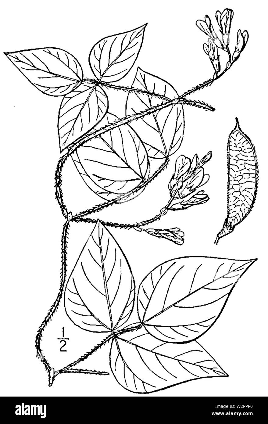 Botanische Illustration von Amphicarpaea bracteata aus dem Jahre 1913. Stockfoto