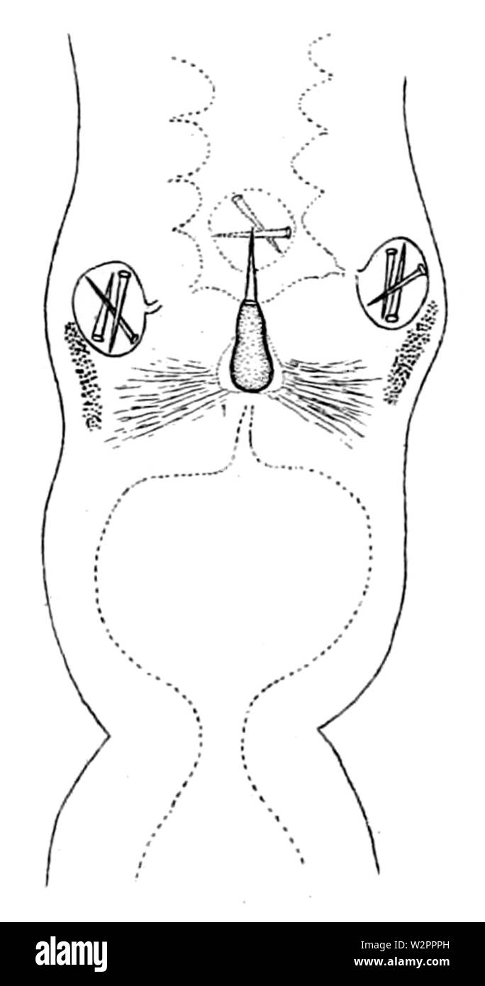 Amphiporus leuciodus Mandrin Apparate (von Coe, 1901) Stockfoto