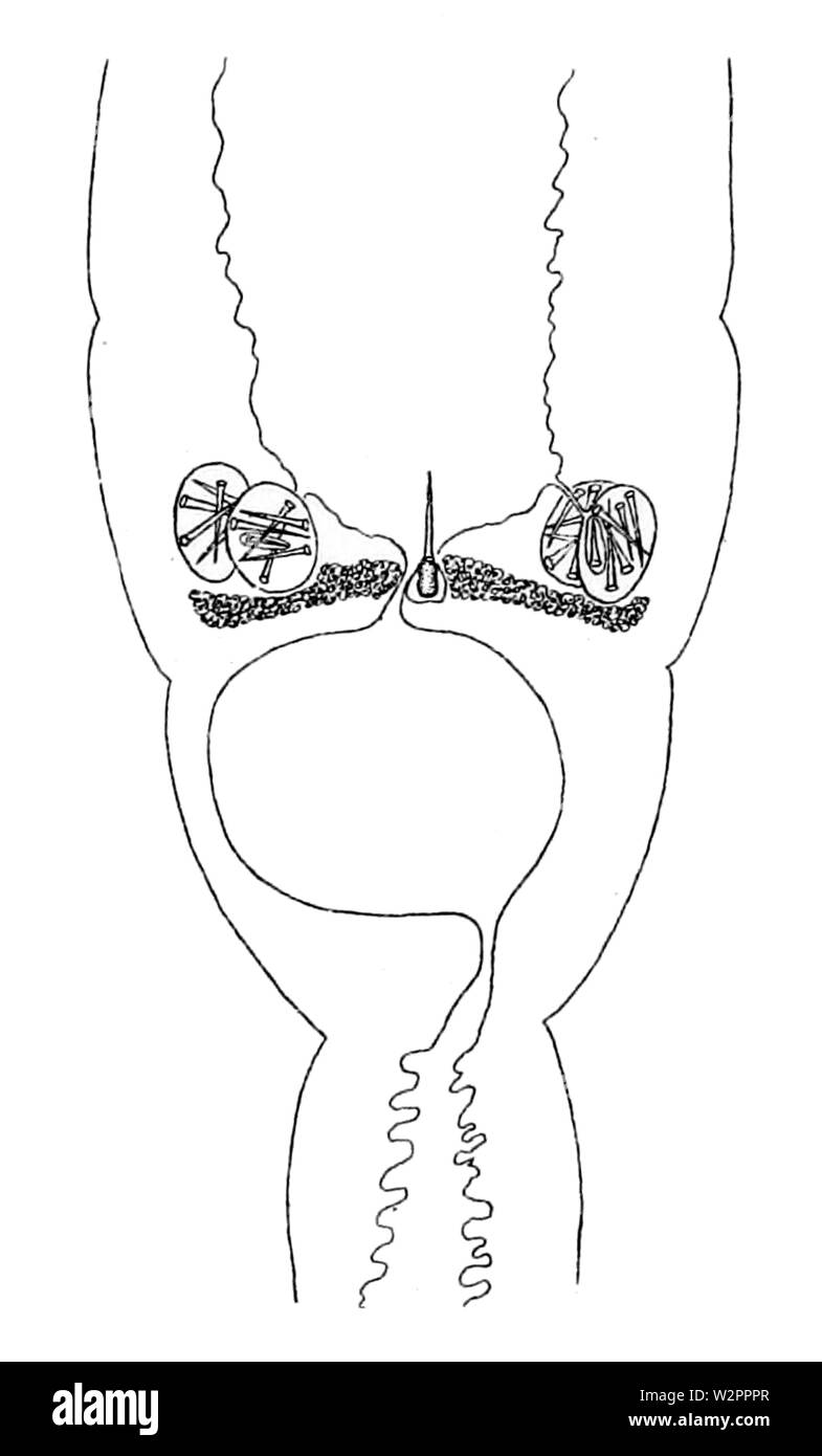 Amphiporus bimaculatus, mandrin Apparate (von Coe, 1901) Stockfoto