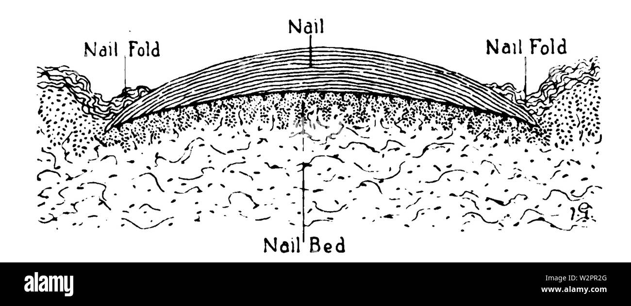 Eine Einführung in die Dermatologie (1905) Querschnitt von Nail Stockfoto