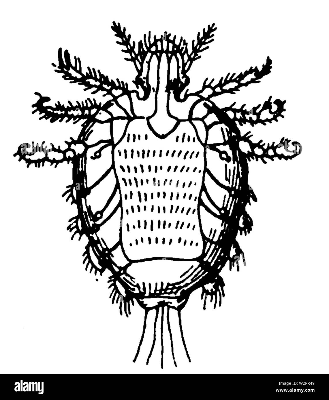 Eine Einführung in die Dermatologie (1905) Pediculus pubis 50 x Stockfoto