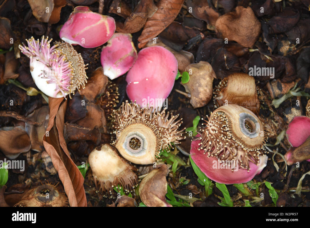 Die brasilianische Couroupita guianensis oder Cannon Ball Baum produziert exotisch, süß duftende Blumen. Diese gefallenen Blüten ähneln komische Augen. Stockfoto