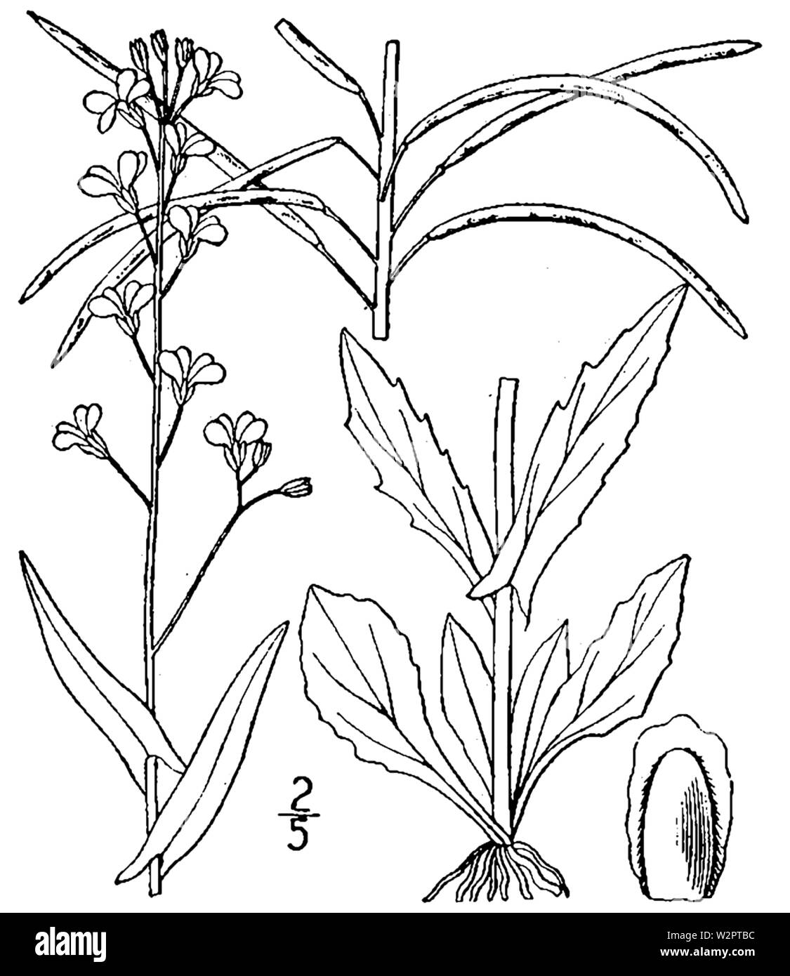 Botanische Illustration von Boechera laevigata aus dem Jahre 1913. Stockfoto