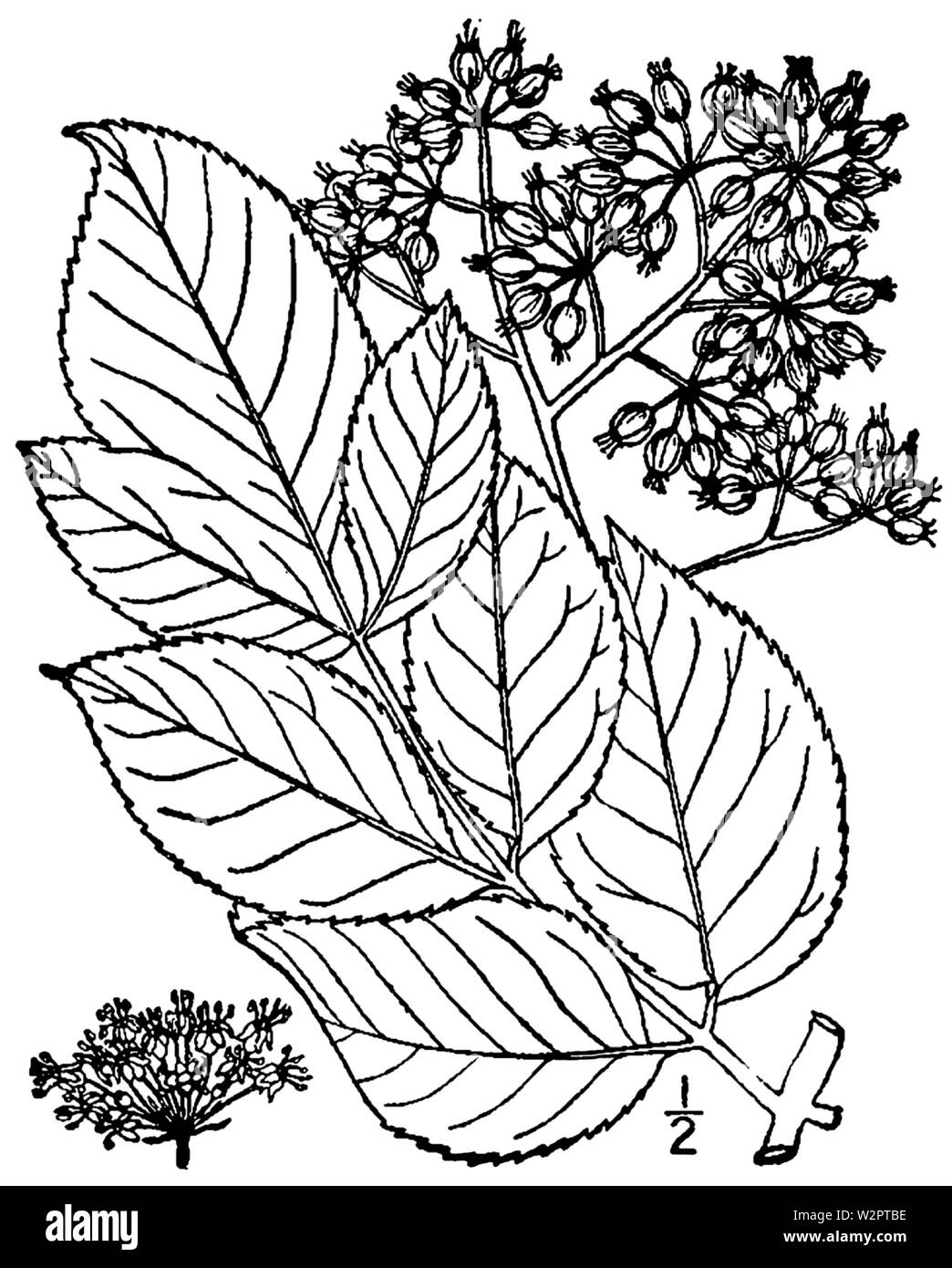 Aralia spinosa BB 1946-1974 Stockfoto