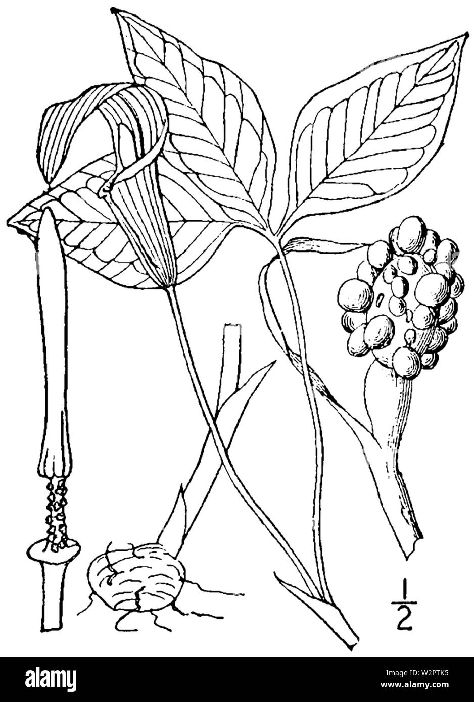 Arisaema triphyllum ssp triphyllum Stockfoto