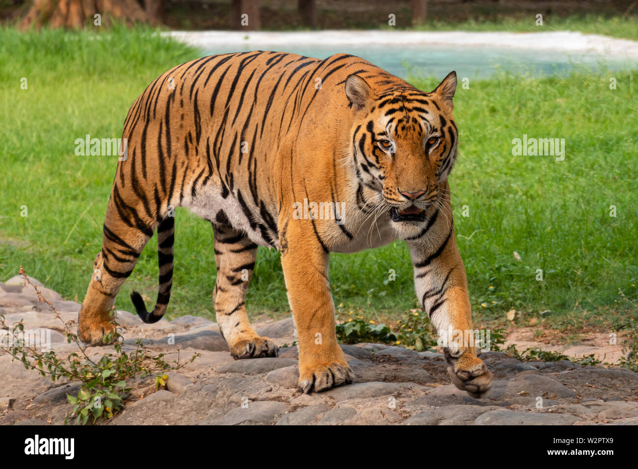 Porträt einer Royal Bengal Tiger alert und starrte auf die Kamera Stockfoto