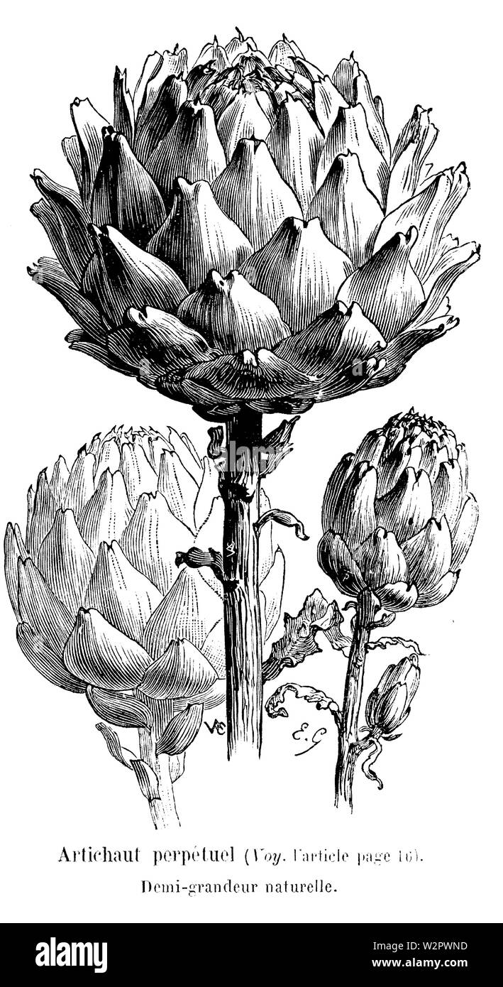 Artichaut perpétuel Vilmorin-Andrieux 1904 Stockfoto