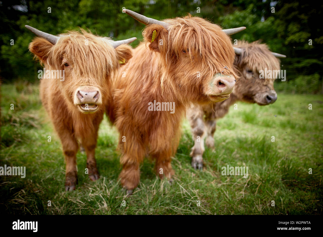 Highland Cattle nehmen Residency in Lyme Park Estate Disley, Cheshire. Stockfoto