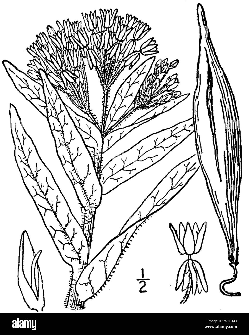Botanische Illustration von Asclepias tuberosa aus dem Jahre 1913. Stockfoto