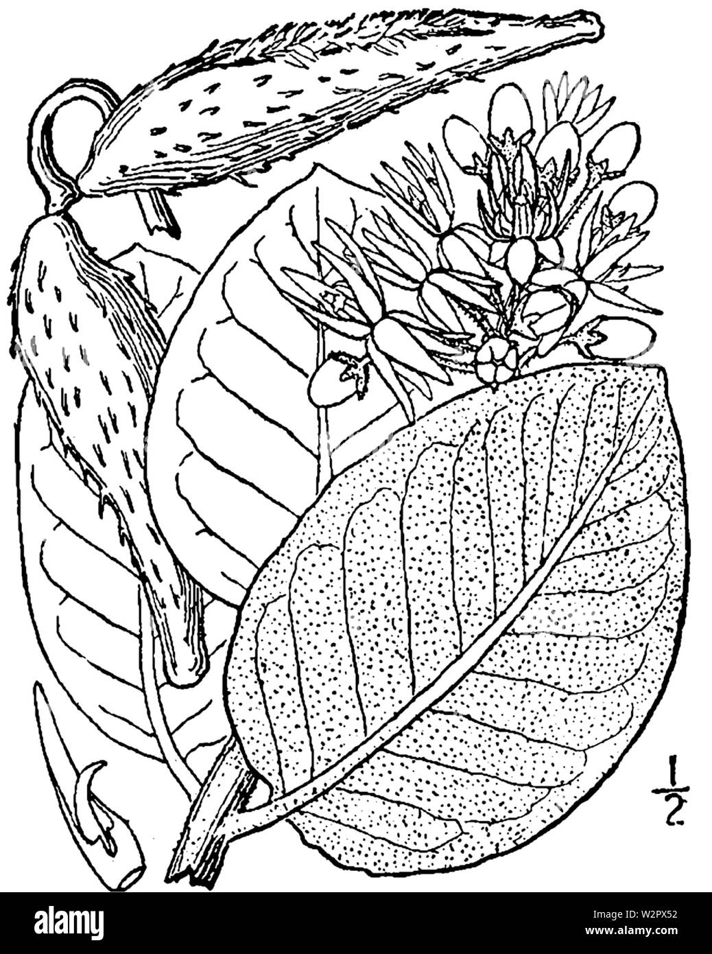 Asclepias speciosa - Abbildung 2 Stockfoto