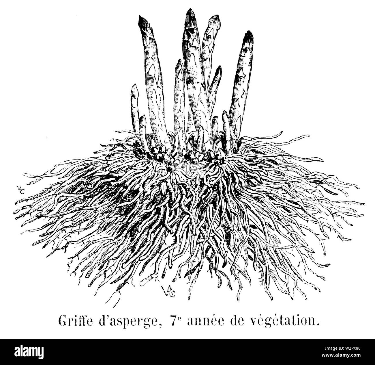 Asperge griffe Vilmorin-Andrieux 1904 Stockfoto