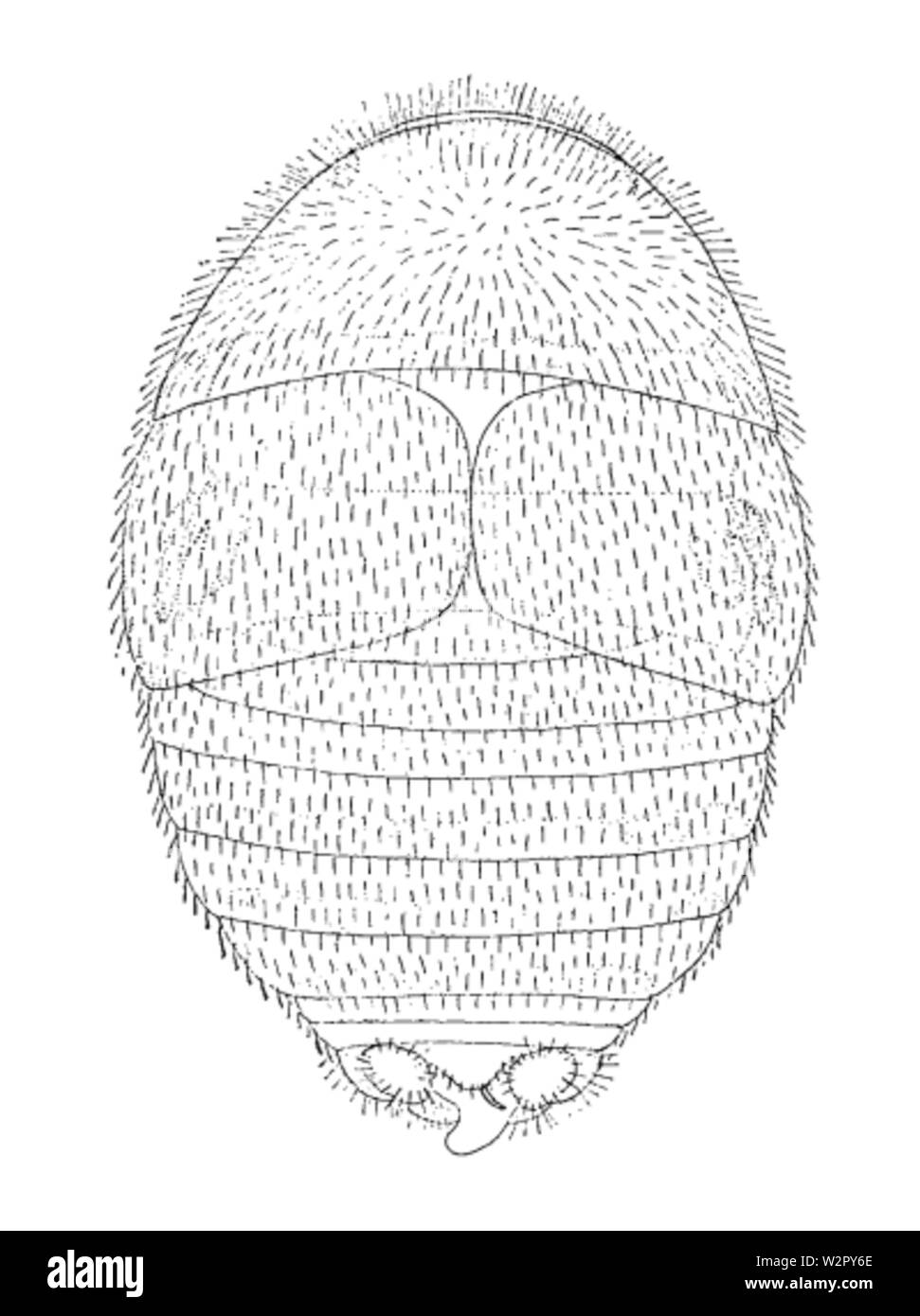 Attaphila fungicola Männlich Stockfoto