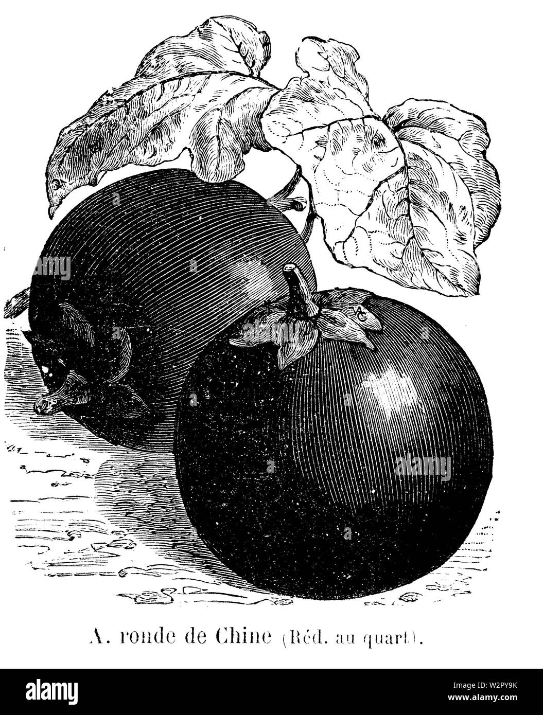 Aubergine ronde de Chine Vilmorin-Andrieux 1904 Stockfoto