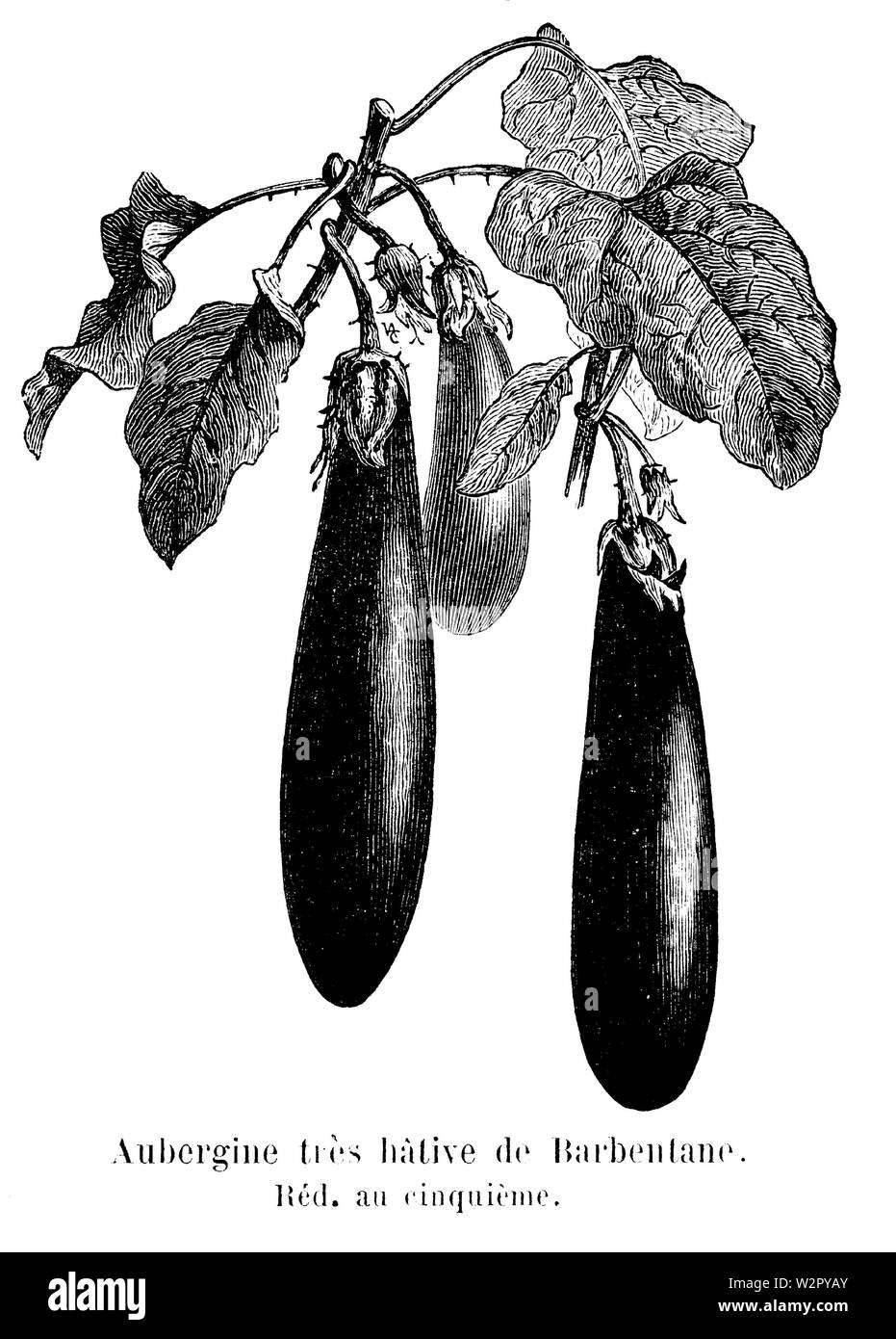 Aubergine très hâtive de Barbentane Vilmorin-Andrieux 1904 Stockfoto