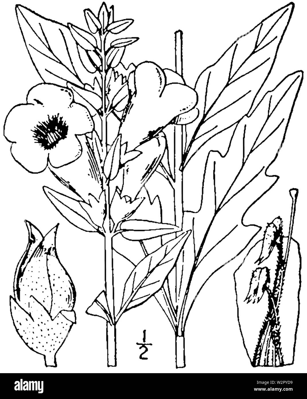 Aureolaria flava var flava Zeichnung Stockfoto