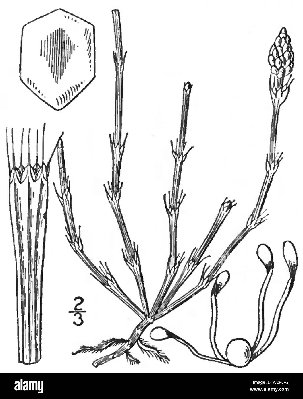 BB -0098 Equisetum variegatum Stockfoto